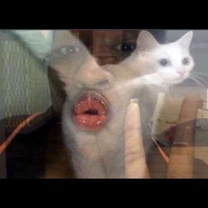 Meet your Posher, Andy